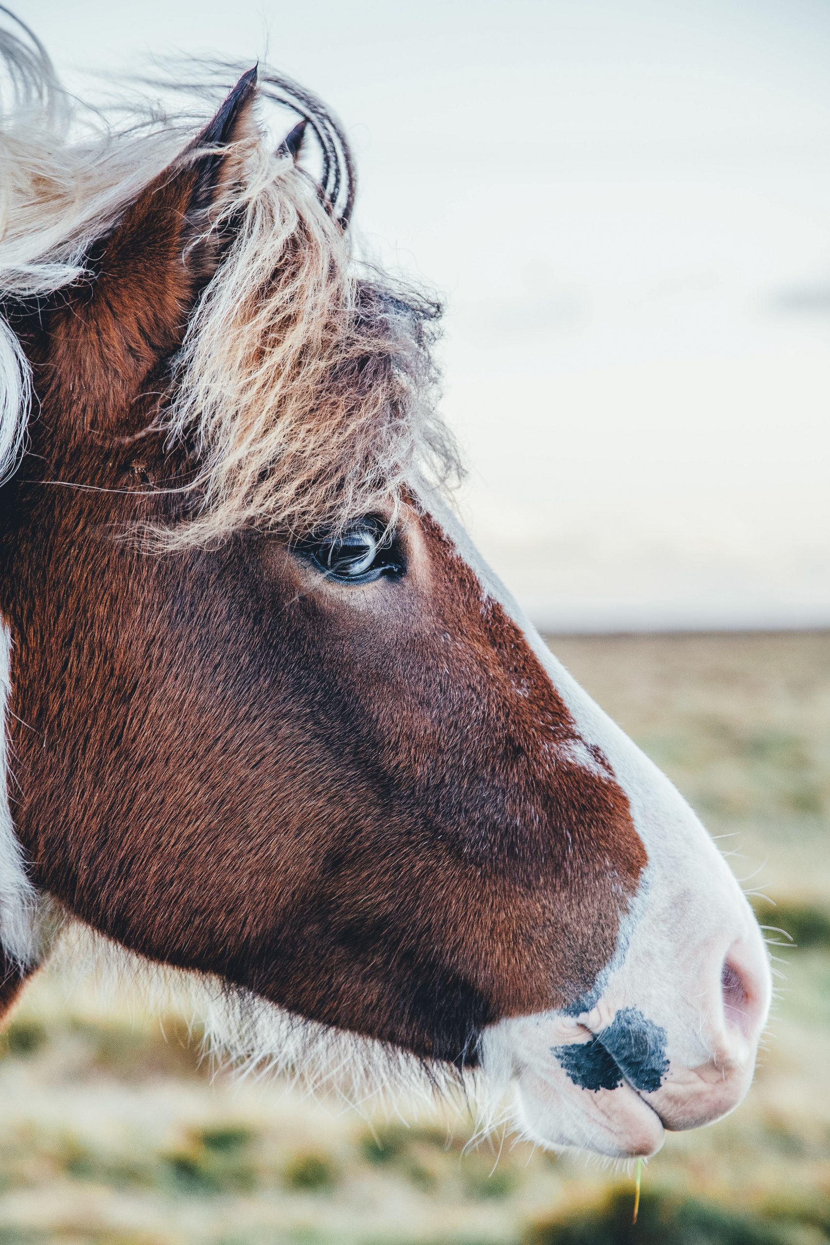 How Much Do Horses Cost? - Your Horse Farm