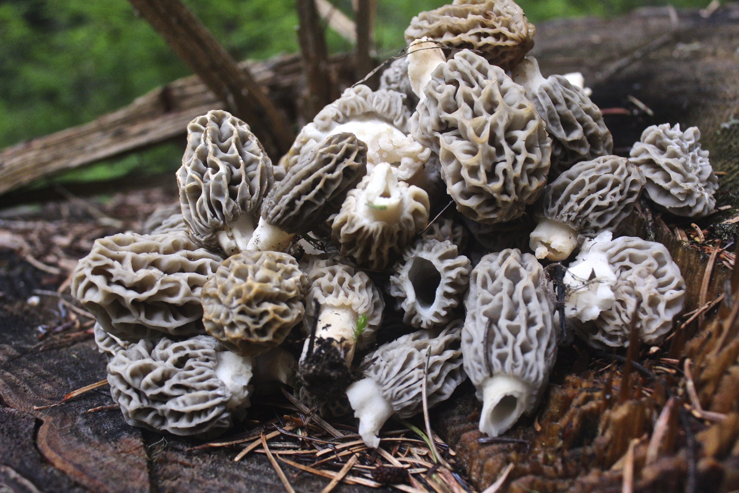 Morel Mushrooms Your Horse Farm