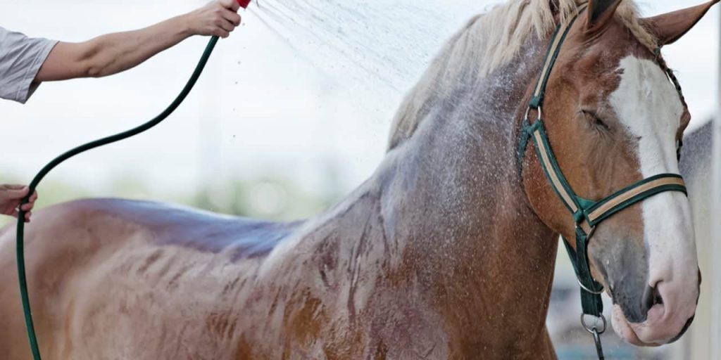 Horse getting bath