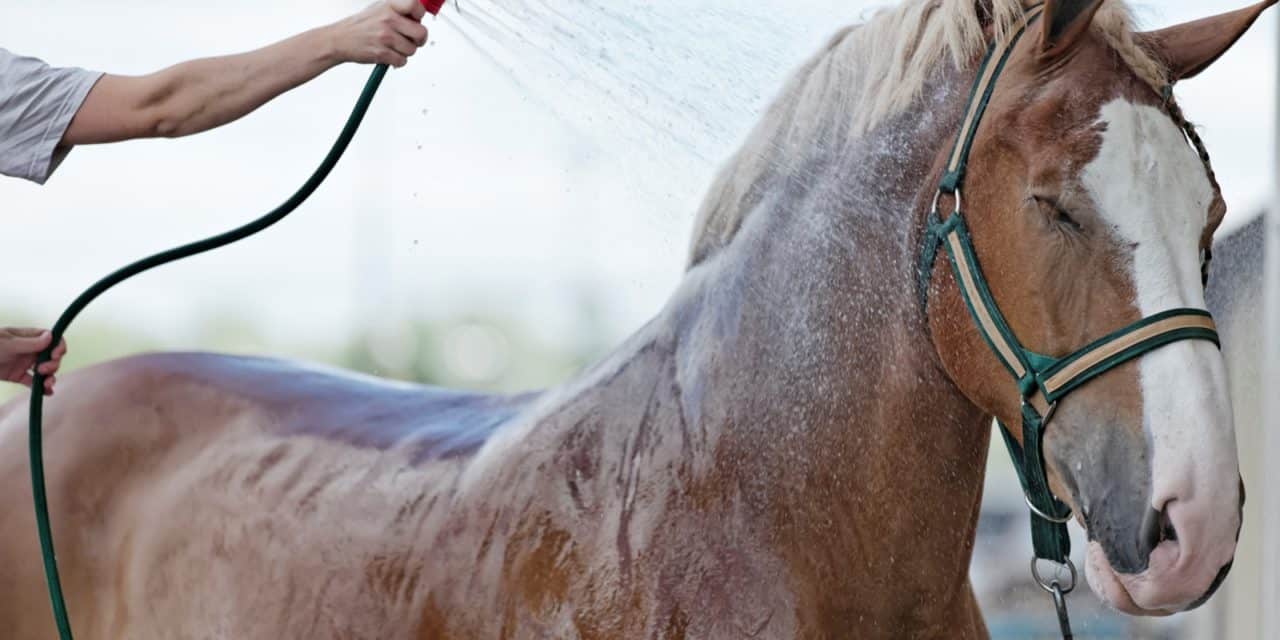 Grooming Horse