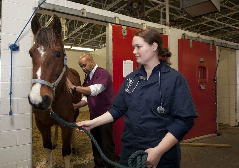 The HighestPaying Equine Careers Your Horse Farm