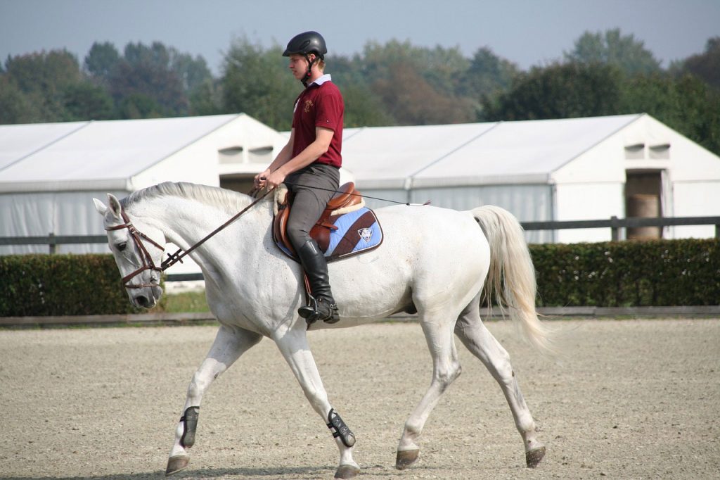 Cross training Equestrian