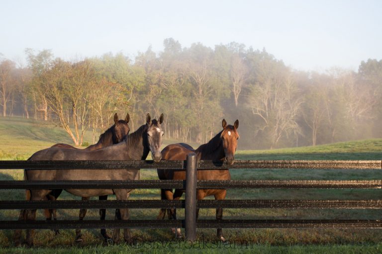 Let’s Talk Horse Fencing - Your Horse Farm