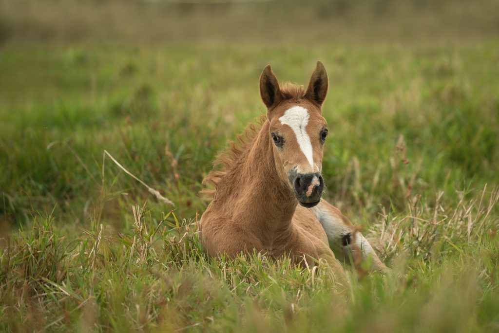 Foal Care