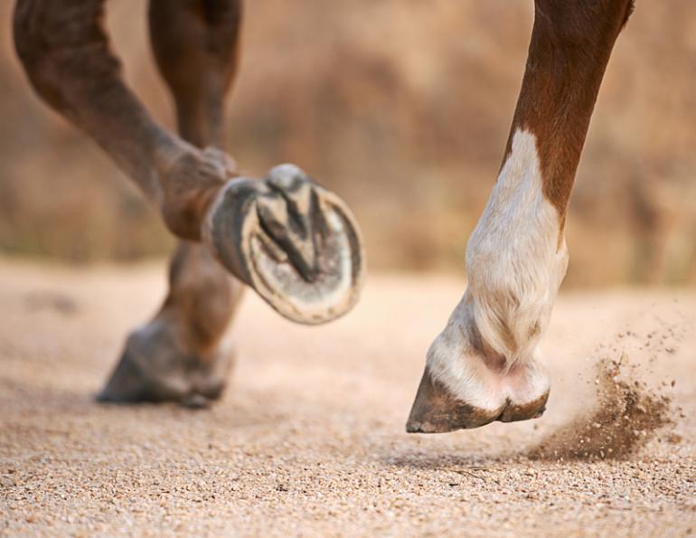 Facts About Frogs (of the Equine Variety) - Your Horse Farm