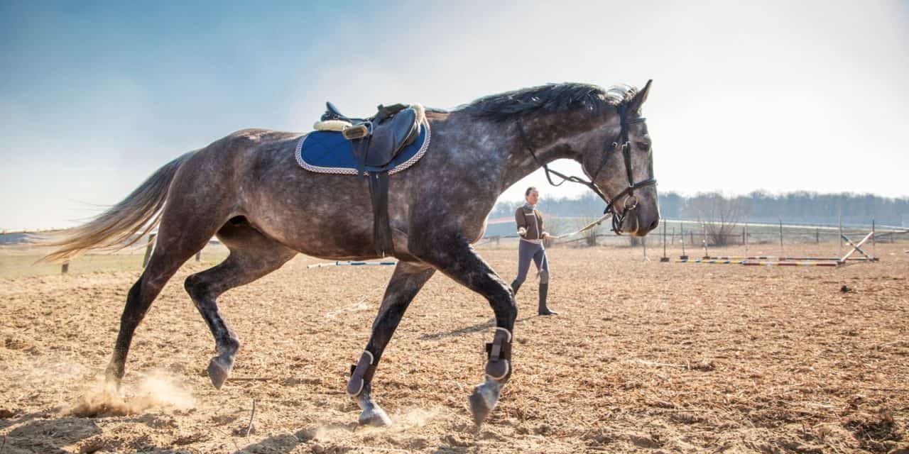 Groundwork, groundwork, groundwork! Your Horse Farm