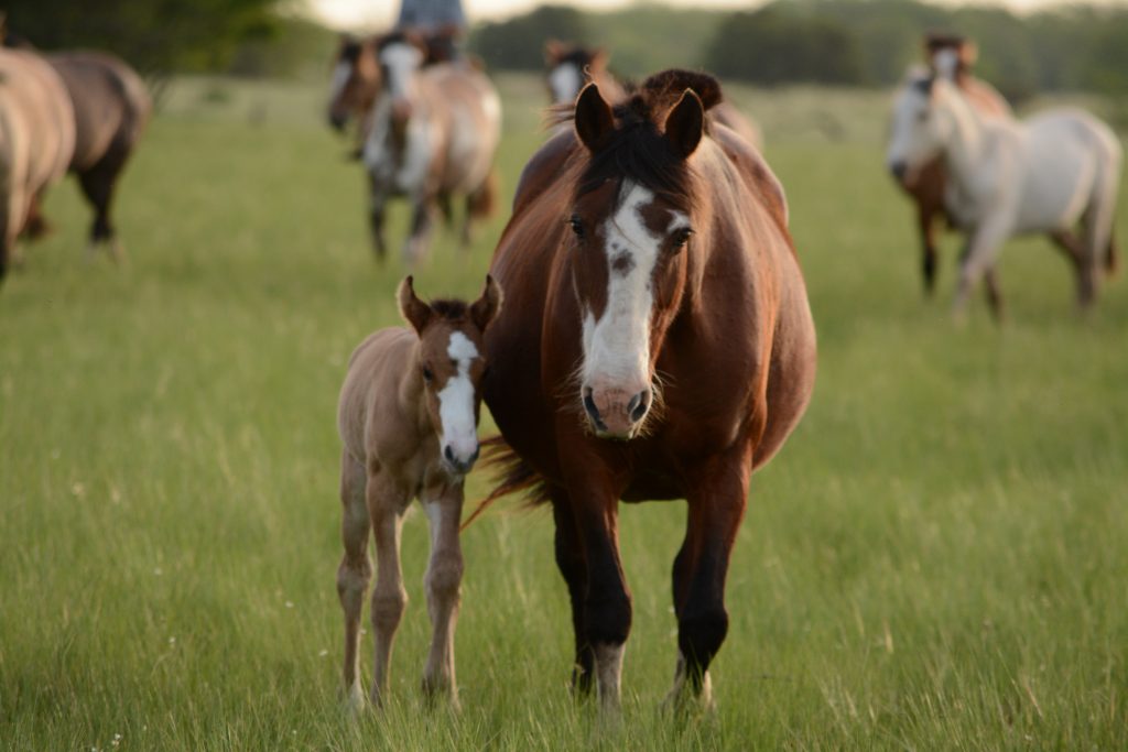 Horse Pregnancy - The Foal