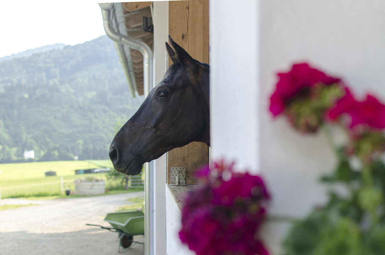 How Much Do Horses Cost? - Your Horse Farm