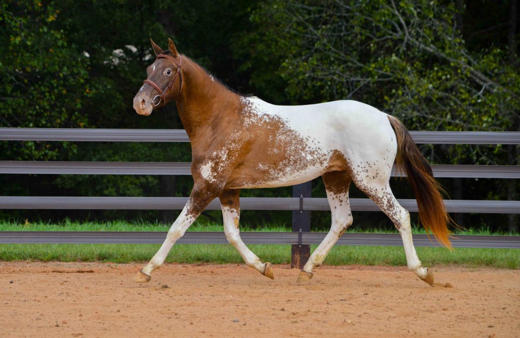 Paint by Numbers; Equine Color Genetics - Your Horse Farm