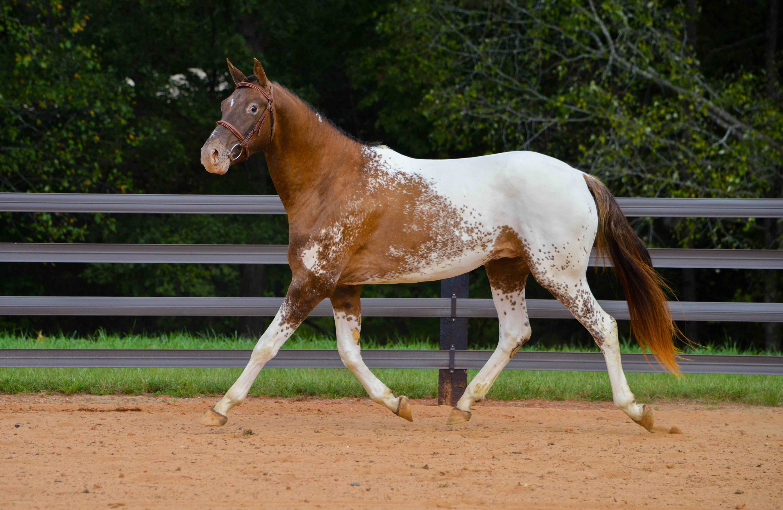 paint horse