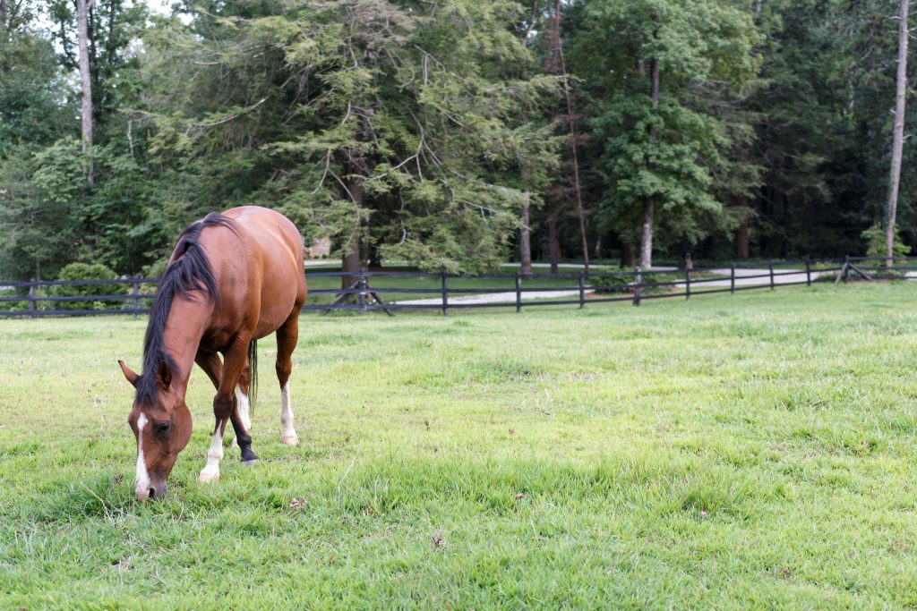 Horse grazing 