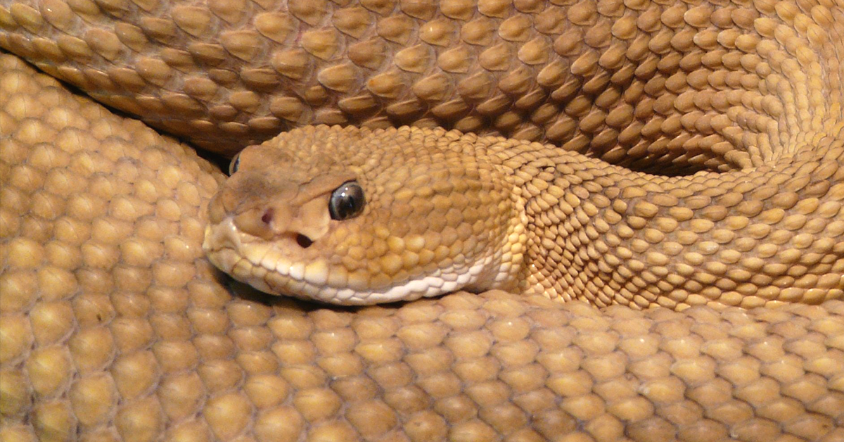 Rattlesnake