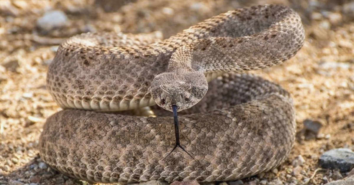 Rattlesnake