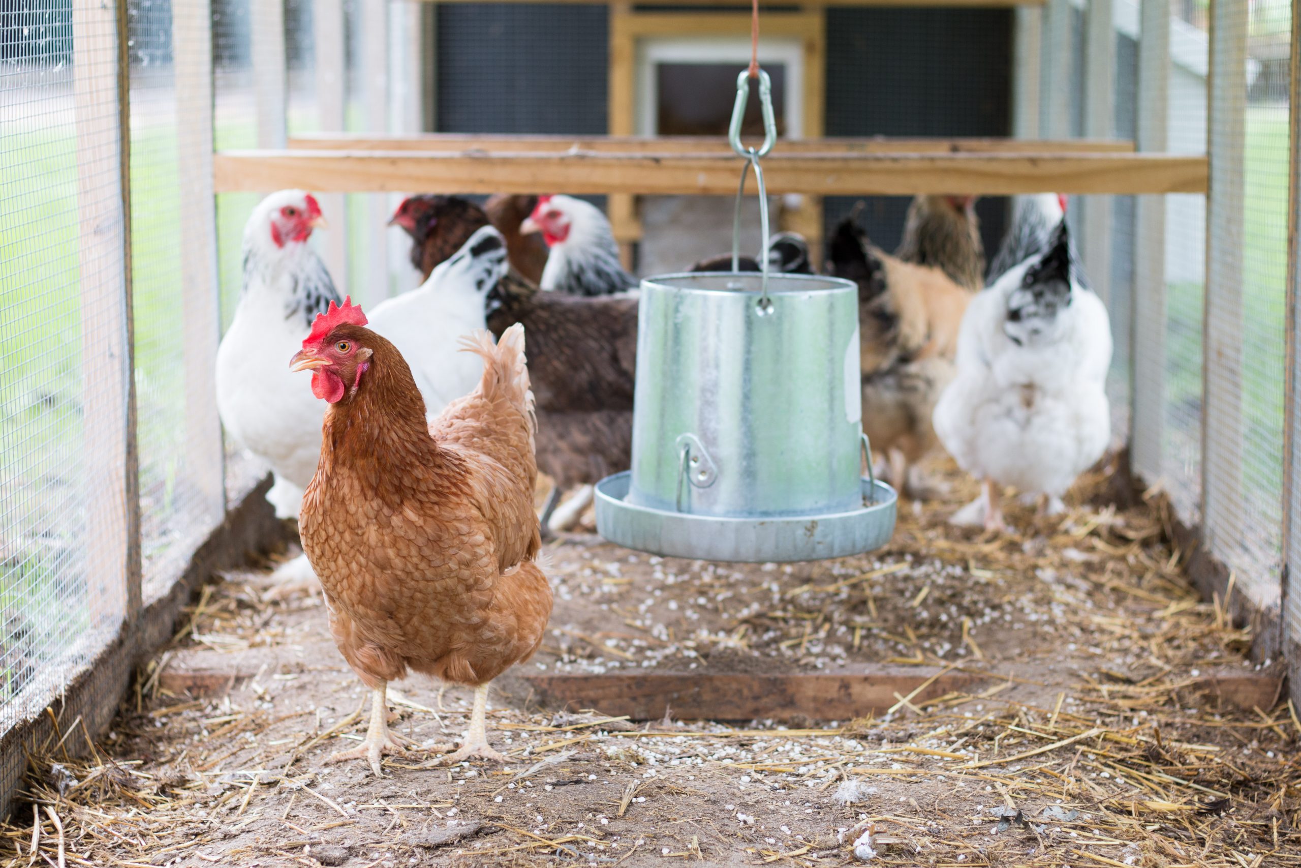 Having Chickens on Your Farm | Your Horse Farm