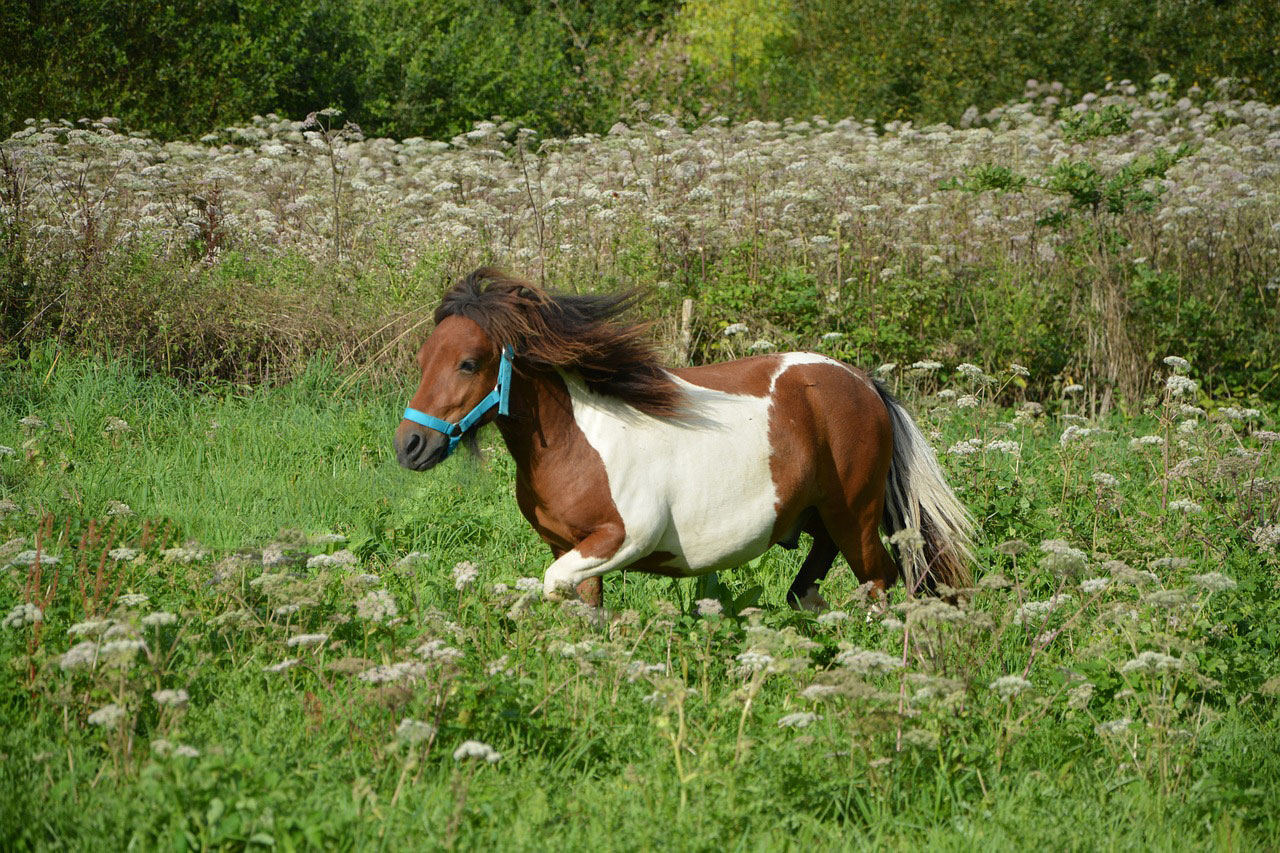 everything-your-need-to-know-about-miniature-horse-your-horse-farm