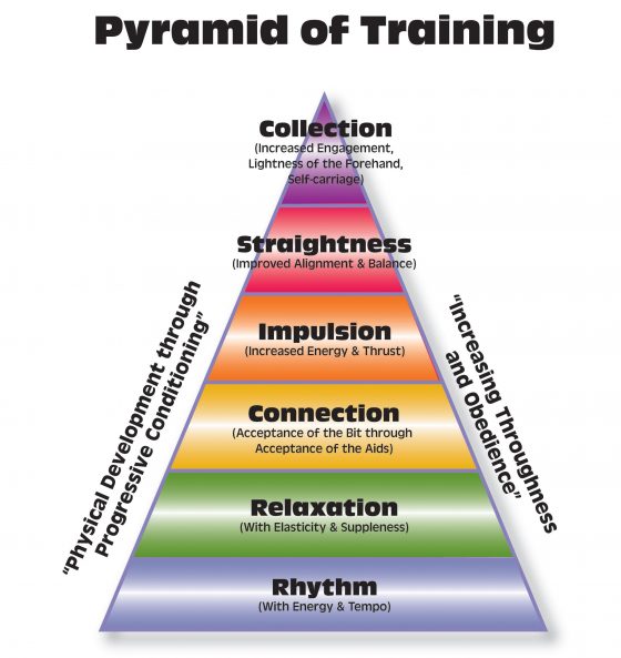 A Look at the Classical Pyramid of Training | Your Horse Farm