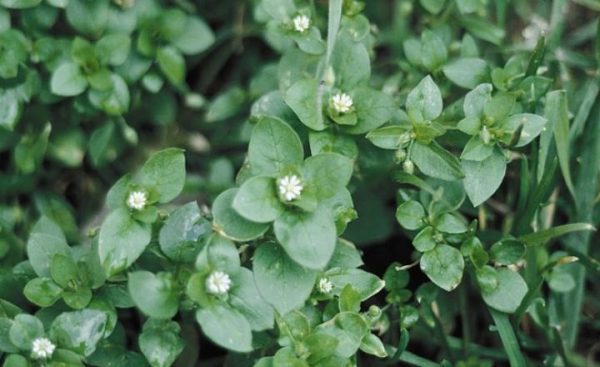 Weeds You Can Feed Your Horse - Your Horse Farm