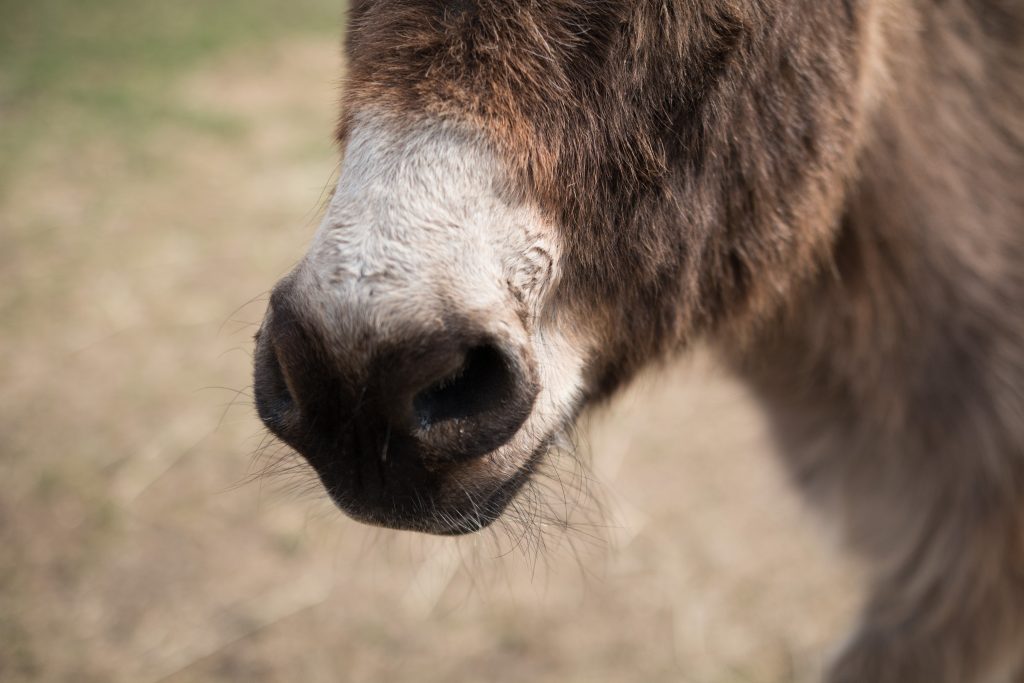 Five Reasons You Need a Donkey