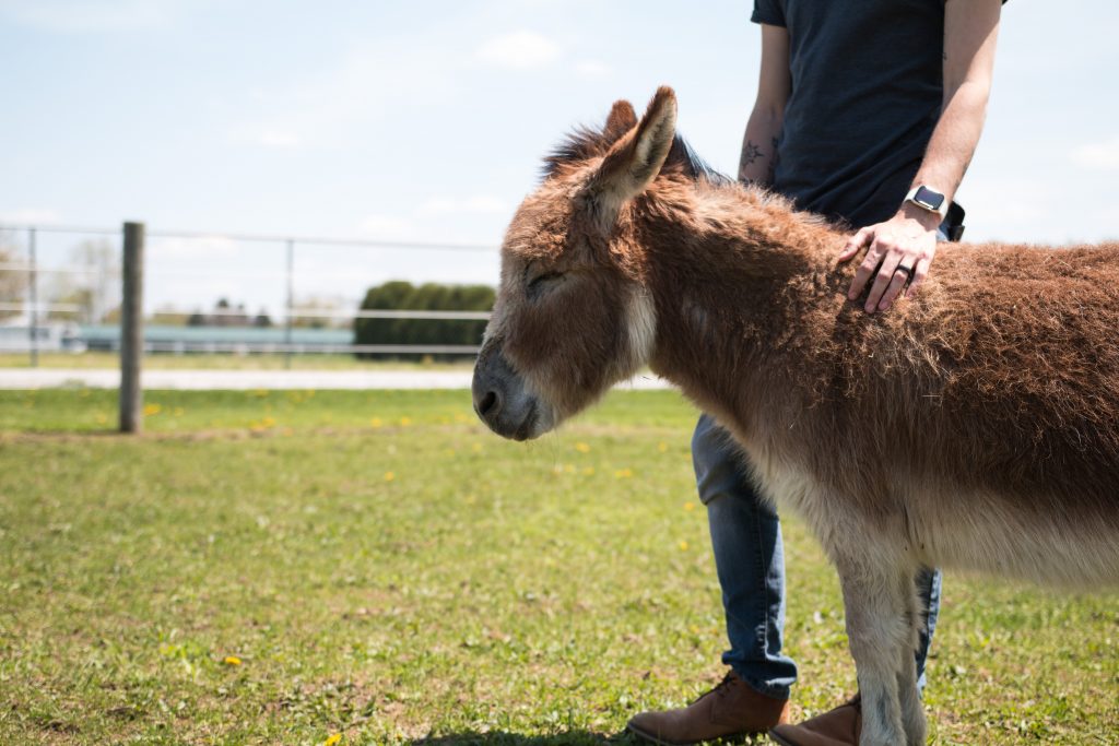 Five Reasons You Need a Donkey