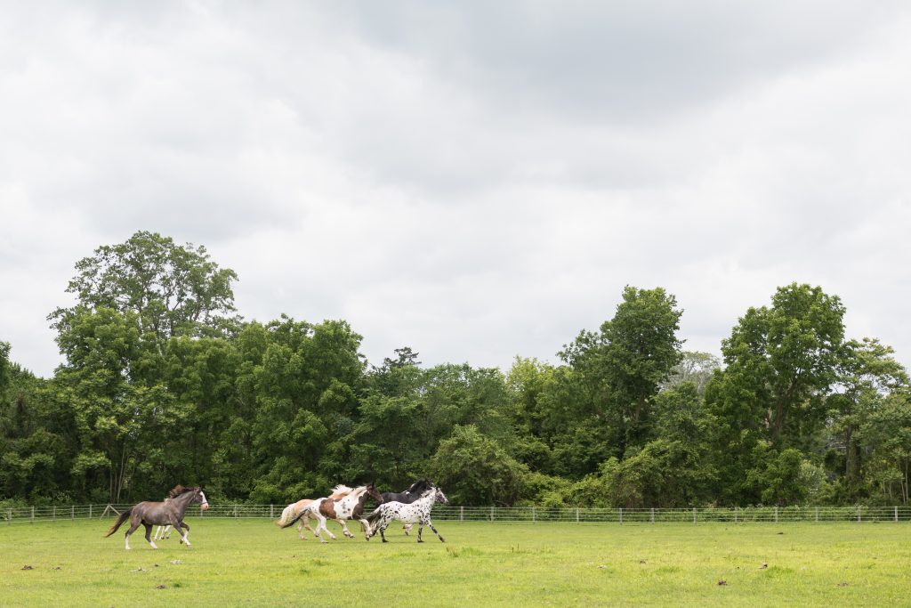 horses running