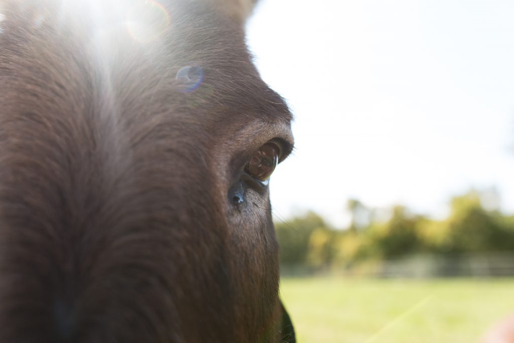 Five Reasons You Need a Donkey