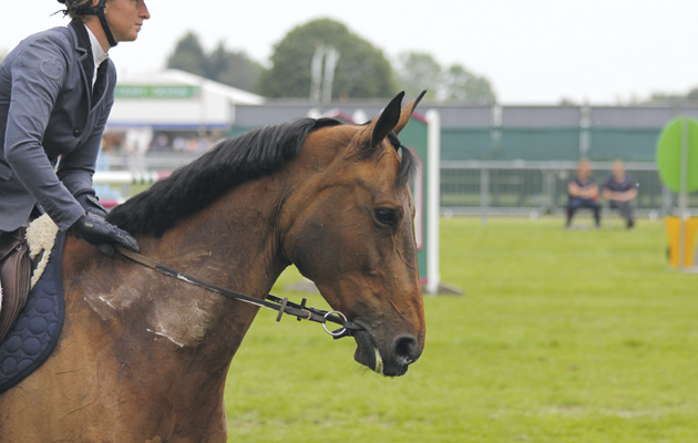 war bridle