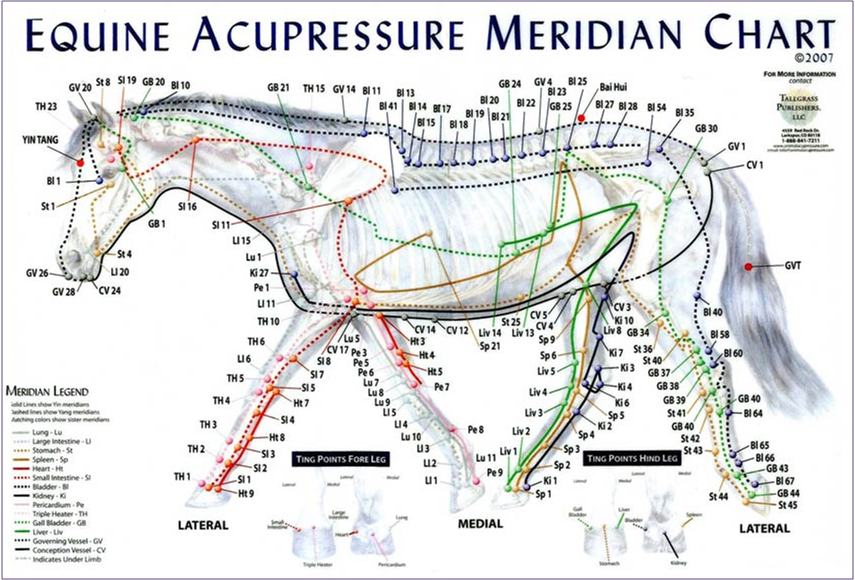 5 Easy Acupressure Points To Use On Your Horse Your Horse Farm