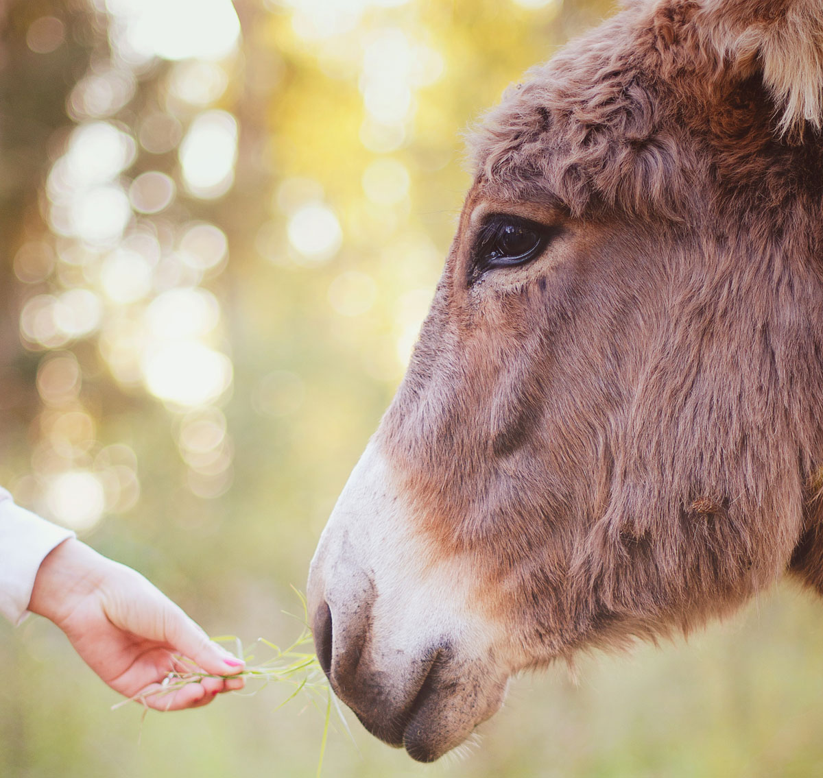 Barnyard Companions for Your Lonely Horse