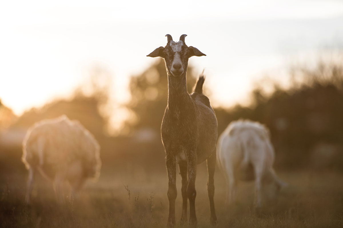 Keeping Goats with Horses - Your Horse Farm