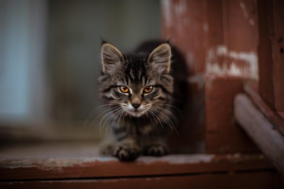Tips for Keeping Barn Cats