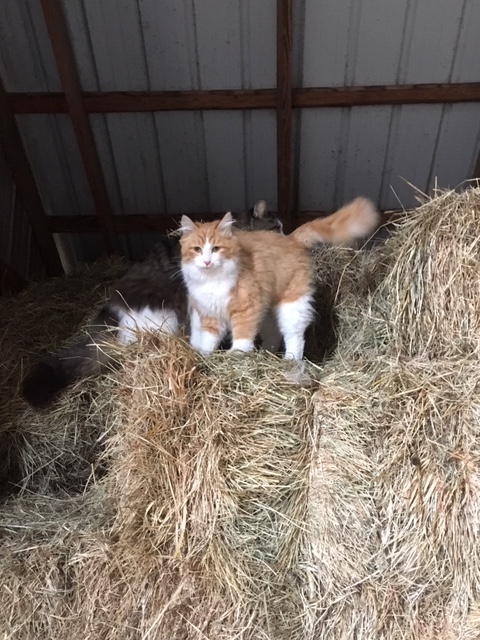 Tips for Keeping Barn Cats