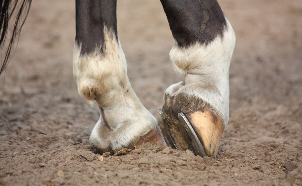 horse's leg