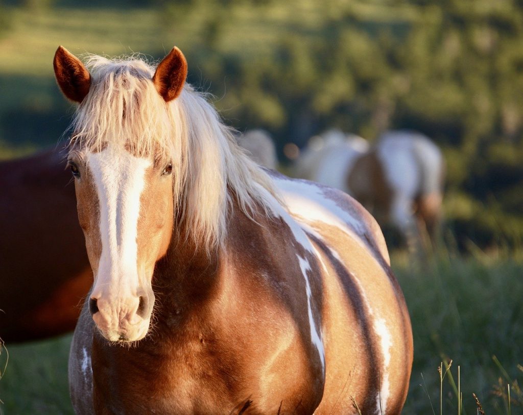 How to discern Horse Coat Colors & Markings 