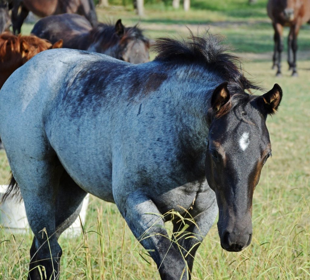 Roan Horse Color