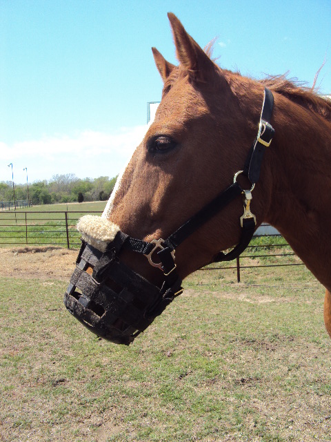 grazing muzzle