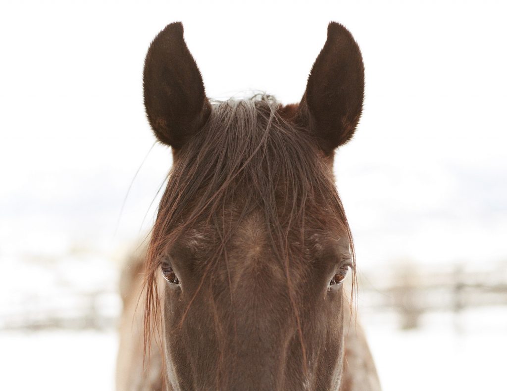 Swirlology Fact or Fiction? Your Horse Farm