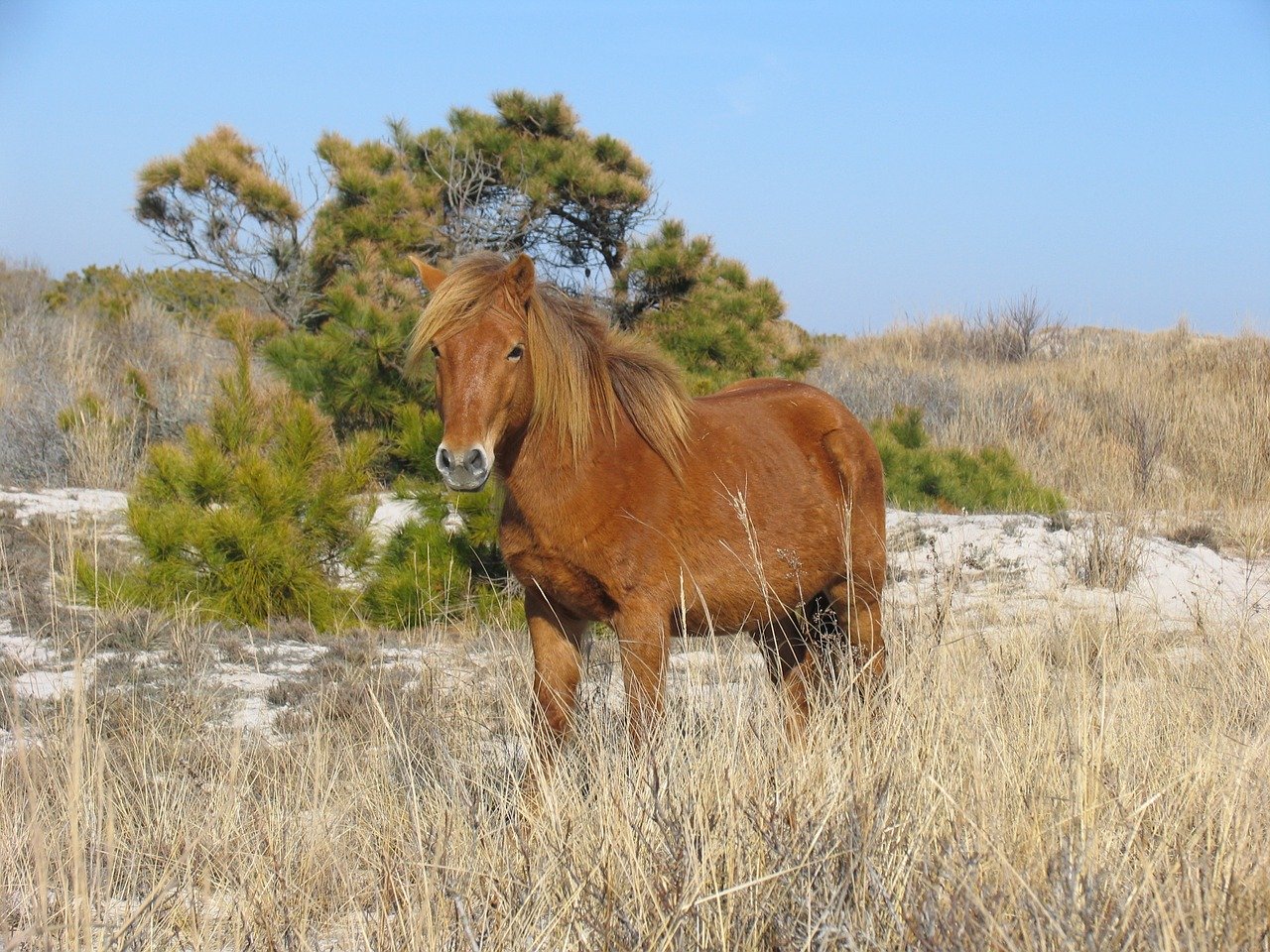 Chincoteague Pony Wikipedia