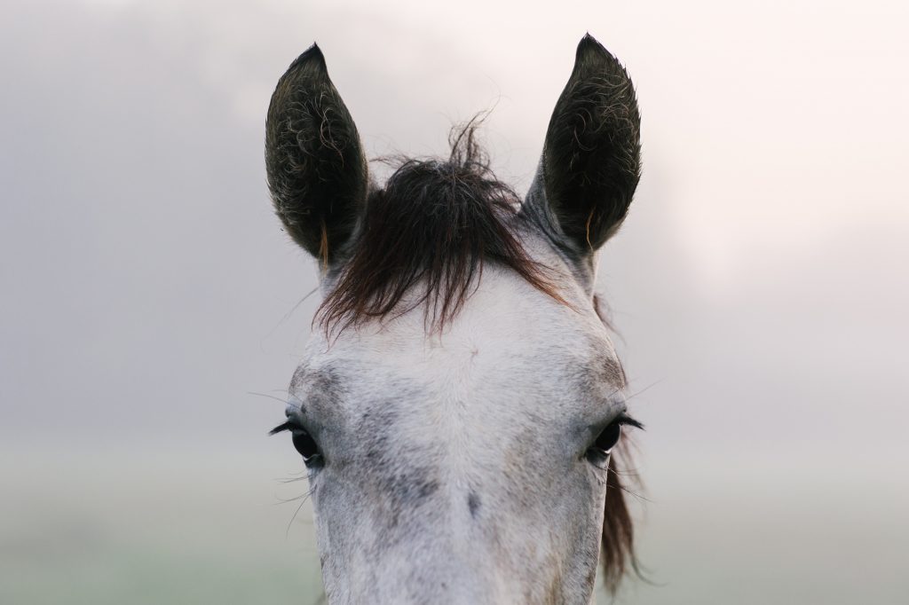 green horse eye