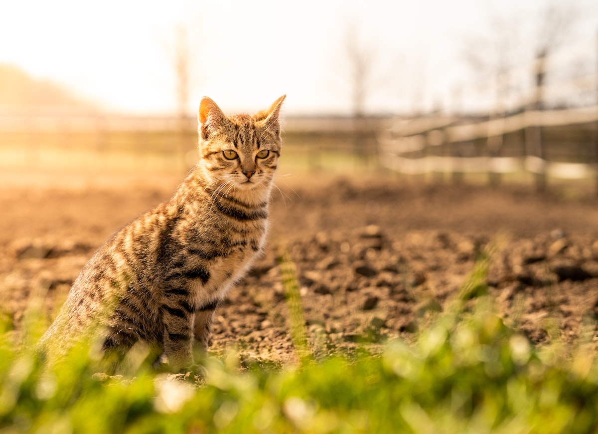 Why Every Barn Needs a Cat