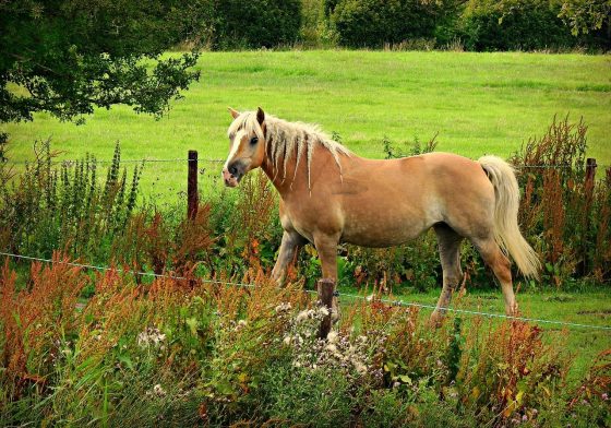 The Paddock Paradise Track System - Your Horse Farm