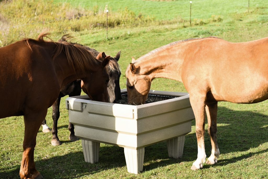 Horse eating at slow feeder