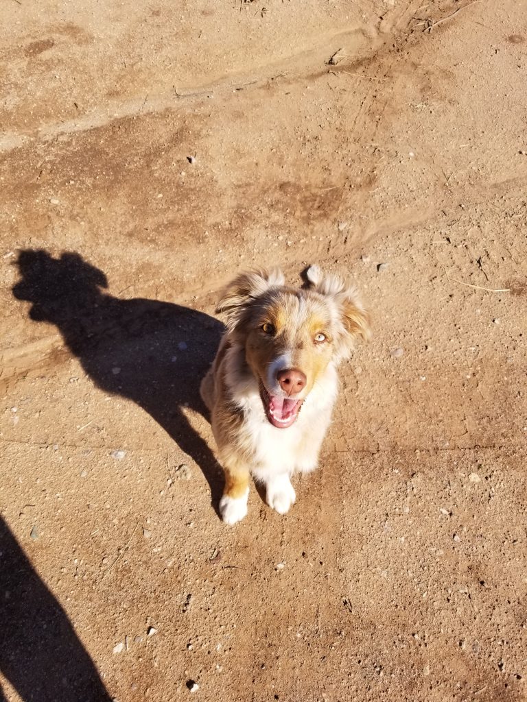 Top Three Dog Breeds That Make the Best Ranch Hand - Your Horse Farm