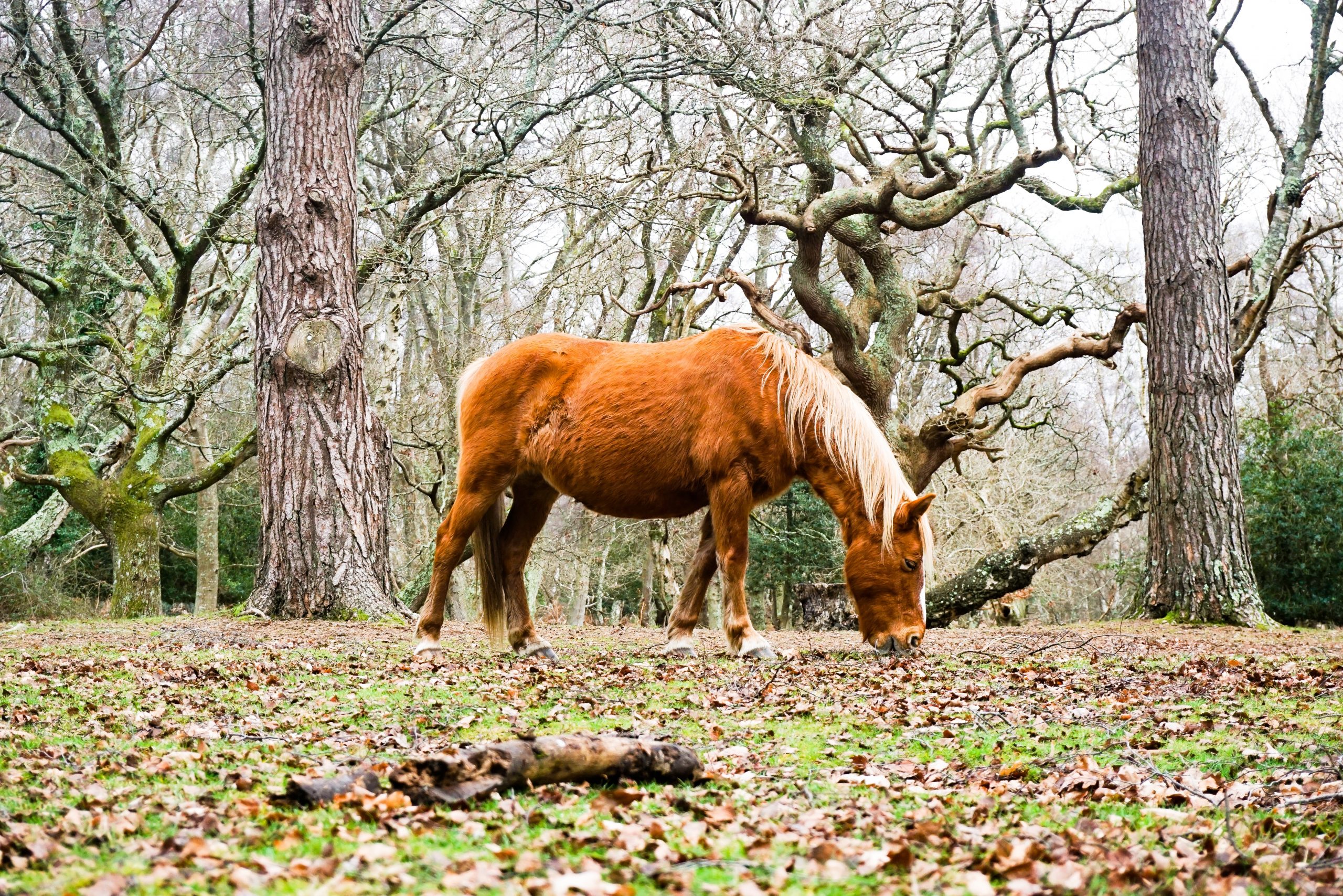 New forest. Нью Форест лошадь. Ogilvy деревья и животные. Horse eat Tree.