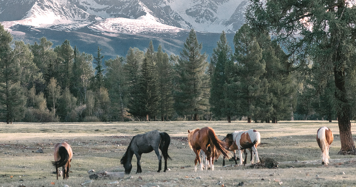 5 Native American Horse Breeds