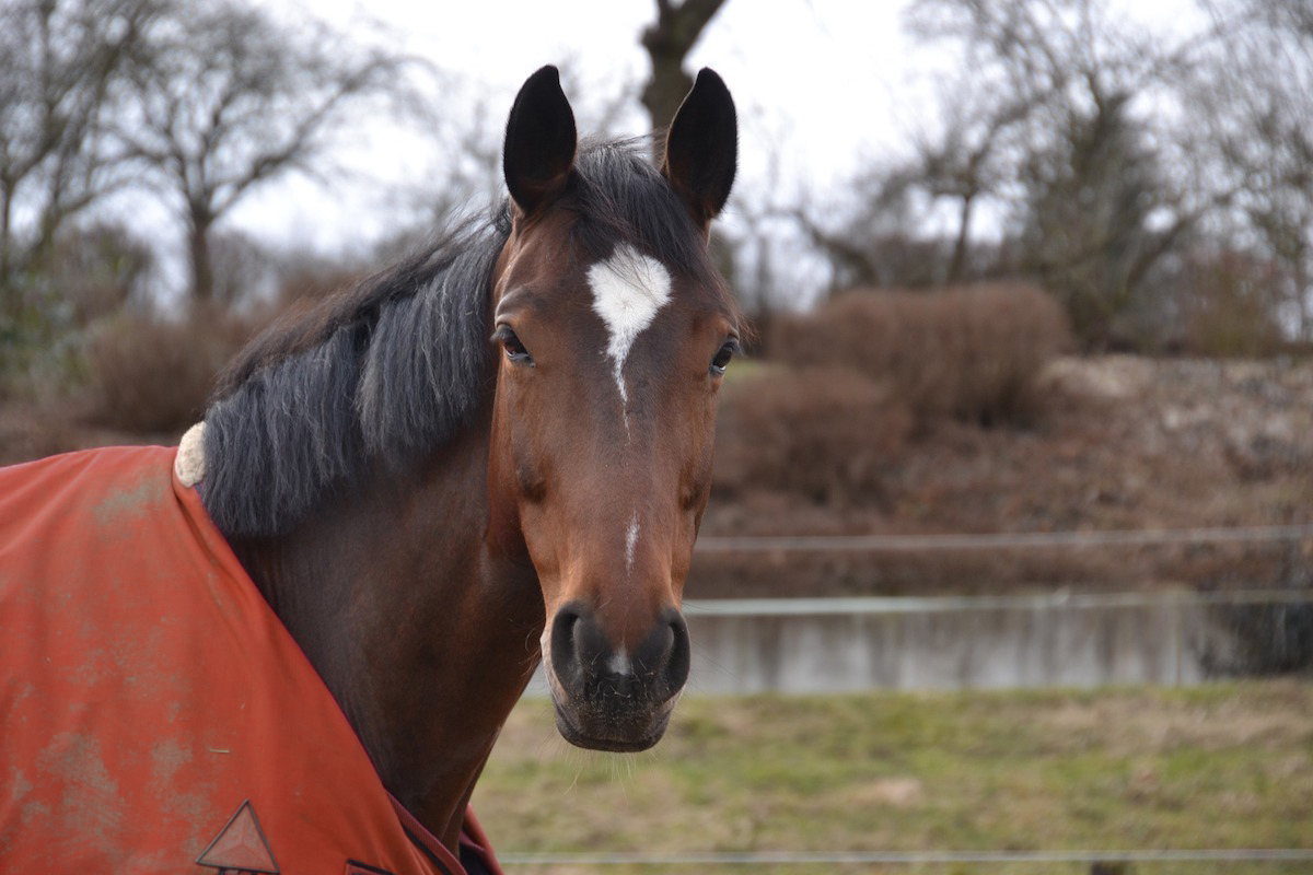 the-do-s-and-don-ts-of-horse-blanketing-your-horse-farm