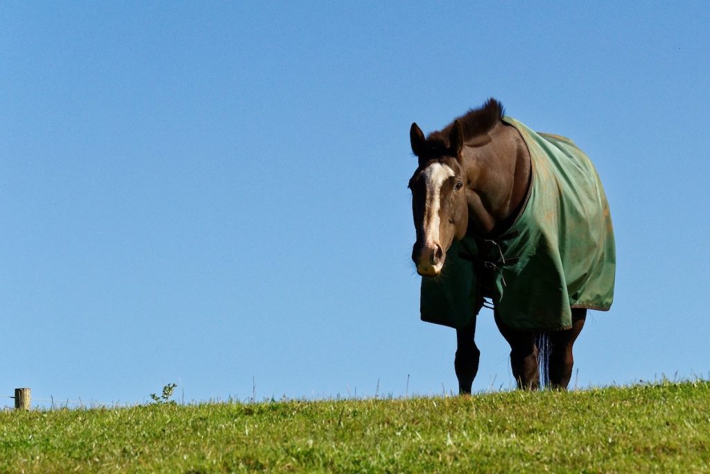 Horse with blanket