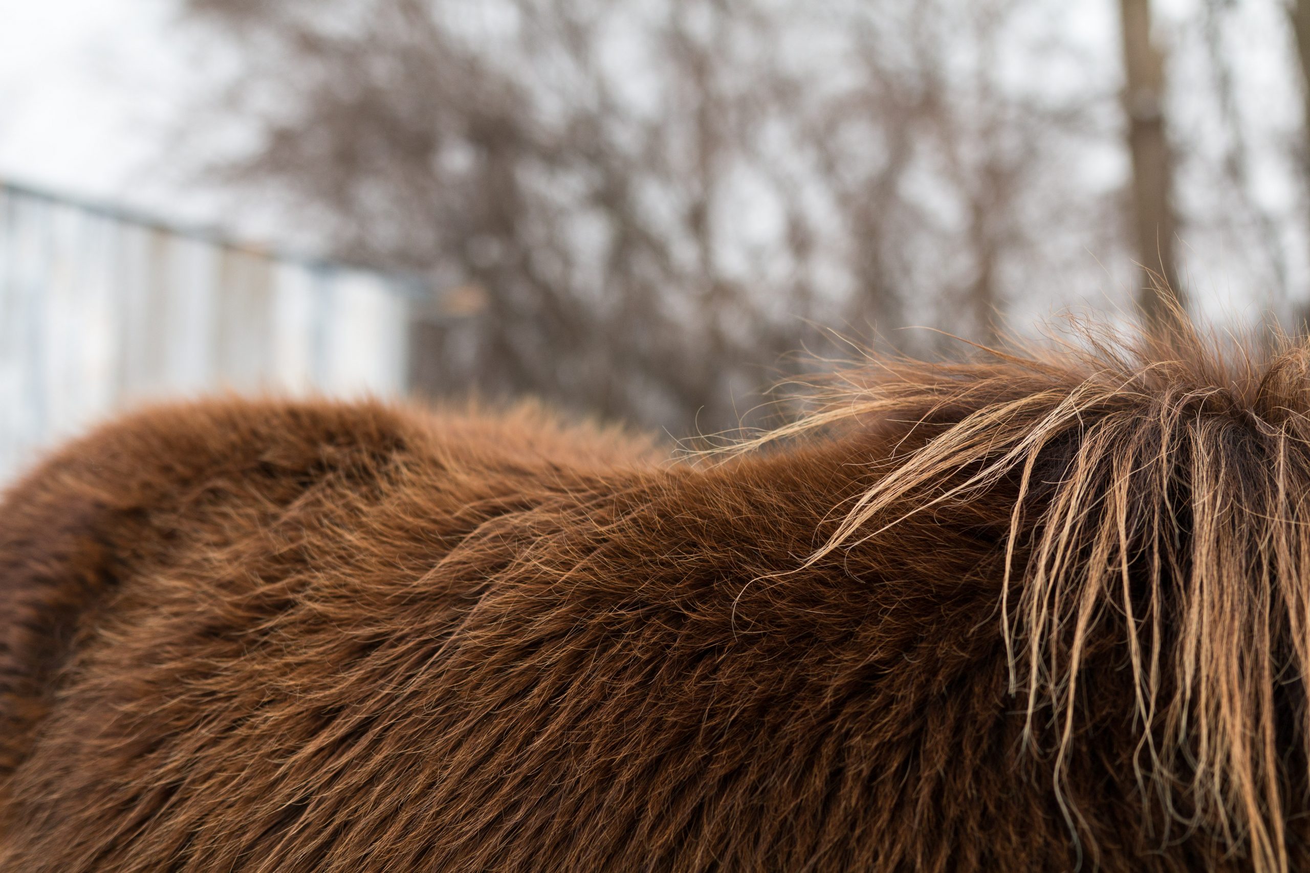 10 Cool Facts About a Horseâ€™s Hair Coat | Your Horse Farm