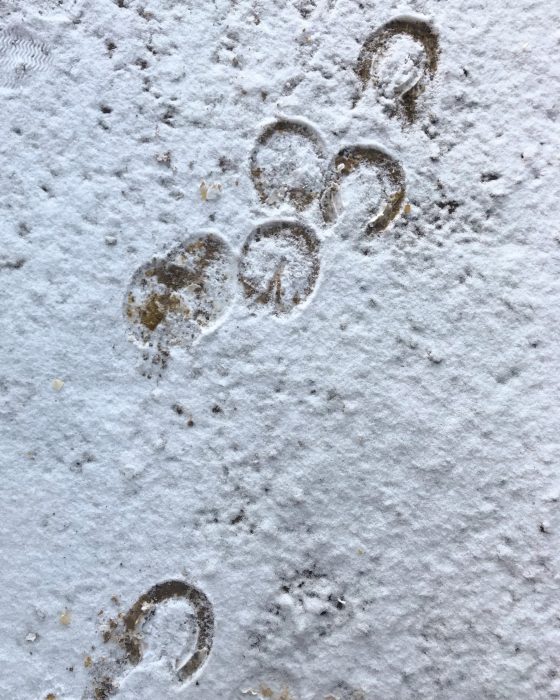 Hoof prints in snow.