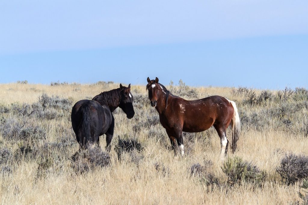 Horses Of The Wild West Your Horse Farm