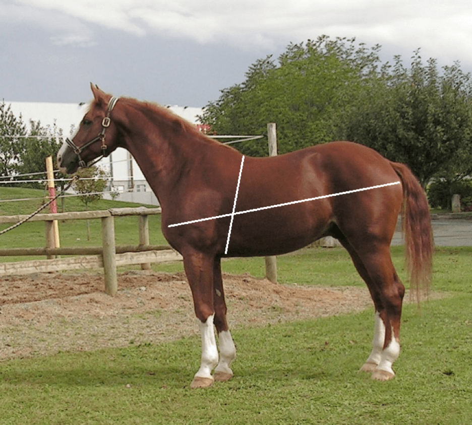 Determining Horse's weight